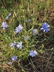 Cichorium intybus