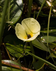 Hydrocleys nymphoides