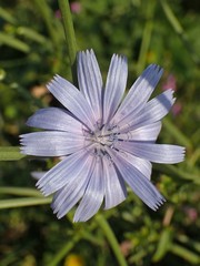 Cichorium intybus
