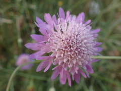 Knautia