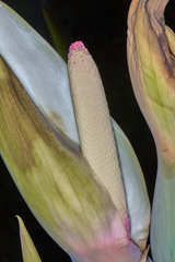 Xanthosoma violaceum