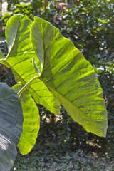 Xanthosoma violaceum