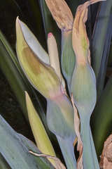 Xanthosoma violaceum