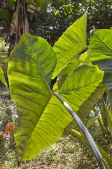 Xanthosoma violaceum