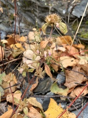 Galeopsis ladanum
