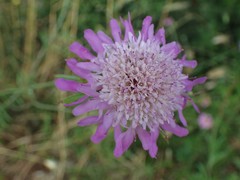 Knautia
