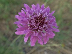 Knautia