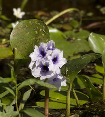 Pontederia azurea