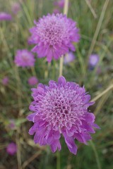 Knautia