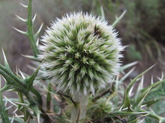 Echinops orientalis