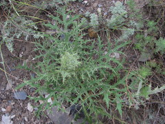 Echinops orientalis
