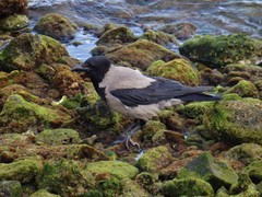 Corvus cornix