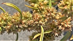 Rumex persicarioides