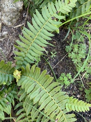 Blechnum australe