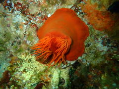 Pseudactinia flagellifera