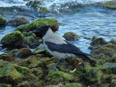 Corvus cornix