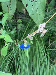 Commelina communis