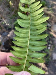 Blechnum australe