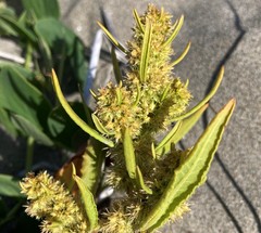 Rumex persicarioides