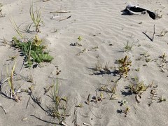 Rumex persicarioides