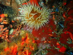 Pseudactinia flagellifera