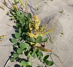 Rumex persicarioides