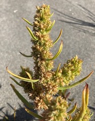 Rumex persicarioides