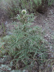 Echinops orientalis