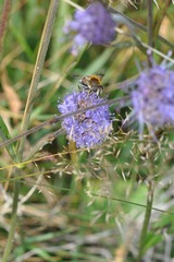 Eristalis jugorum