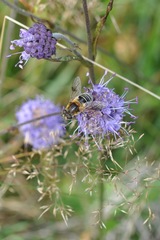 Eristalis jugorum