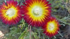 Drosanthemum bicolor
