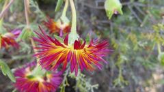 Drosanthemum bicolor