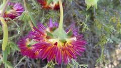 Drosanthemum bicolor