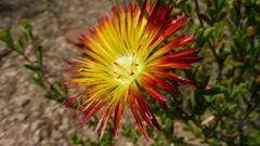 Drosanthemum bicolor