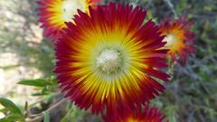 Drosanthemum bicolor