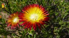 Drosanthemum bicolor