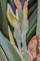 Xanthosoma violaceum