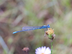 Paracercion melanotum