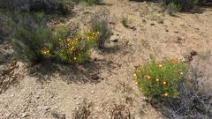 Drosanthemum bicolor
