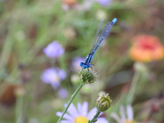 Paracercion melanotum