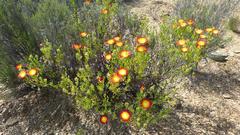 Drosanthemum bicolor