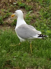 Larus michahellis