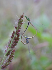 Ischnura asiatica