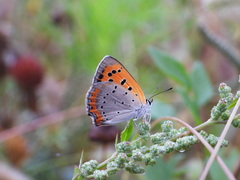Lycaena phlaeas