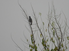 Spodiopsar cineraceus