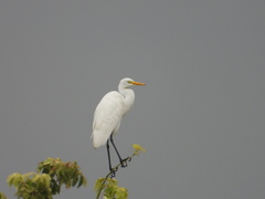 Ardea intermedia