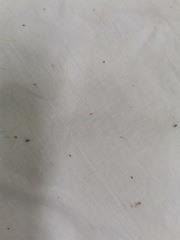 Pediculus humanus capitis