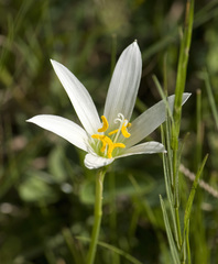 Zephyranthes mesochloa