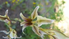 Gladiolus permeabilis permeabilis