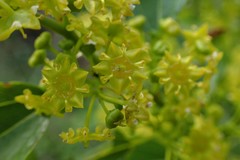 Paliurus spina-christi